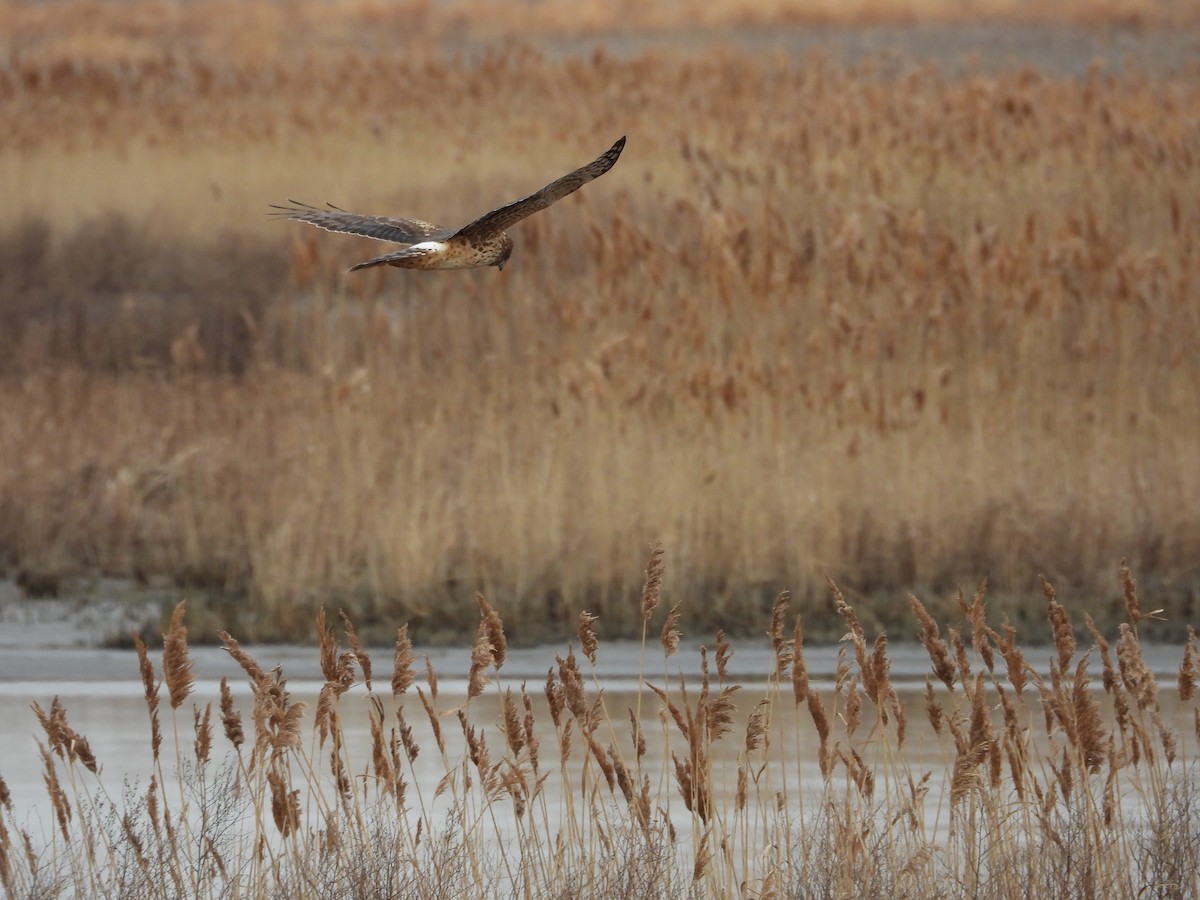 アメリカハイイロチュウヒ - ML647760612