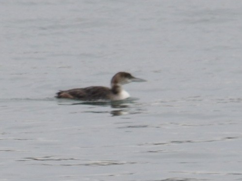 Common Loon - ML647760670