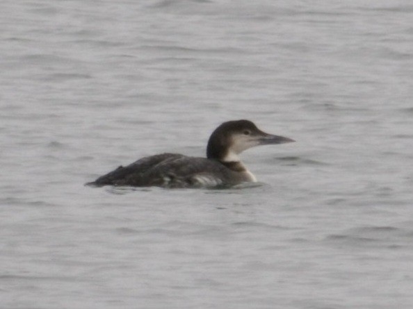 Common Loon - ML647760688