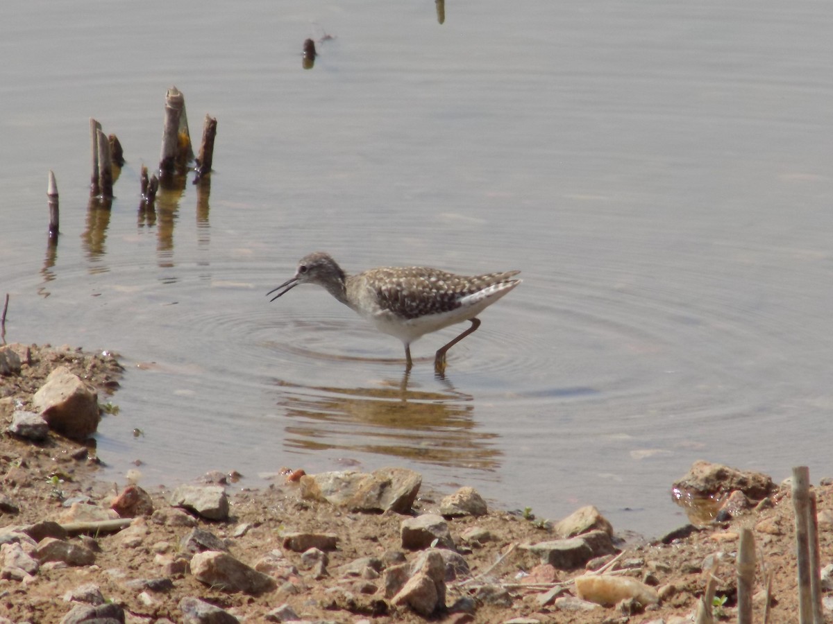タカブシギ - ML647760693
