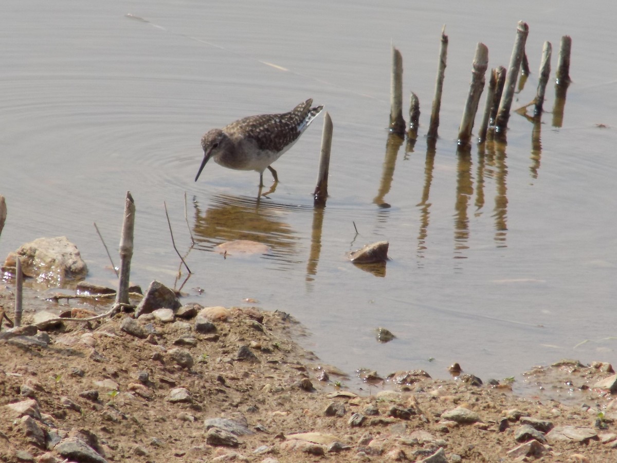 タカブシギ - ML647760695