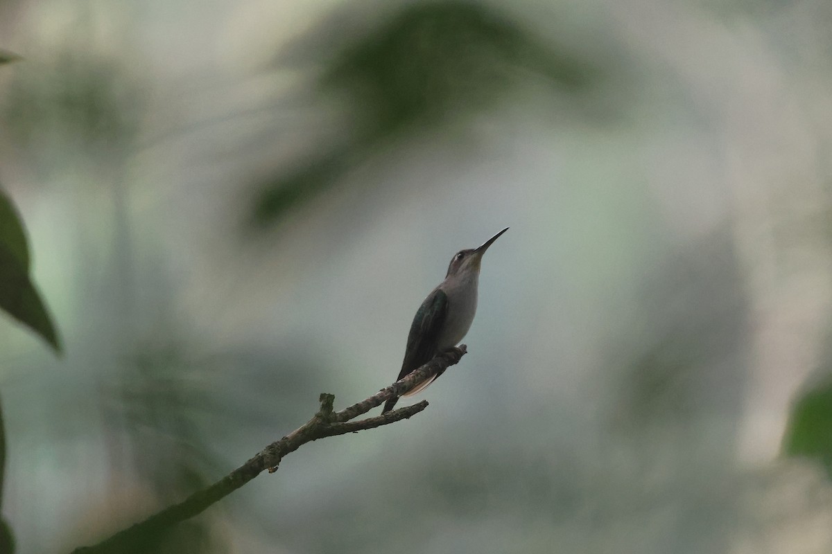 Wedge-tailed Sabrewing - ML647760728