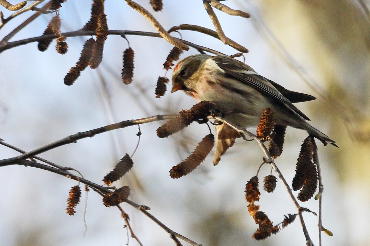 Redpoll (Lesser) - ML647760770