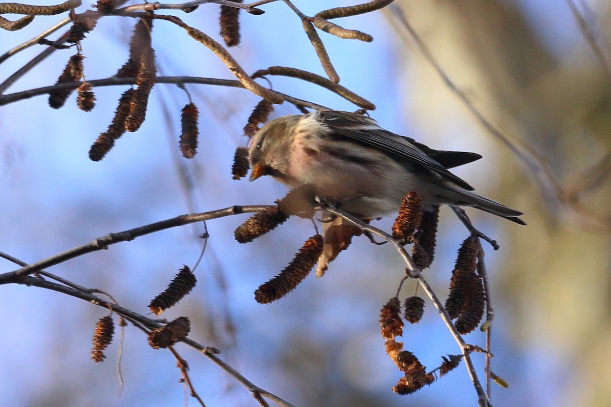 Redpoll (Lesser) - ML647760771