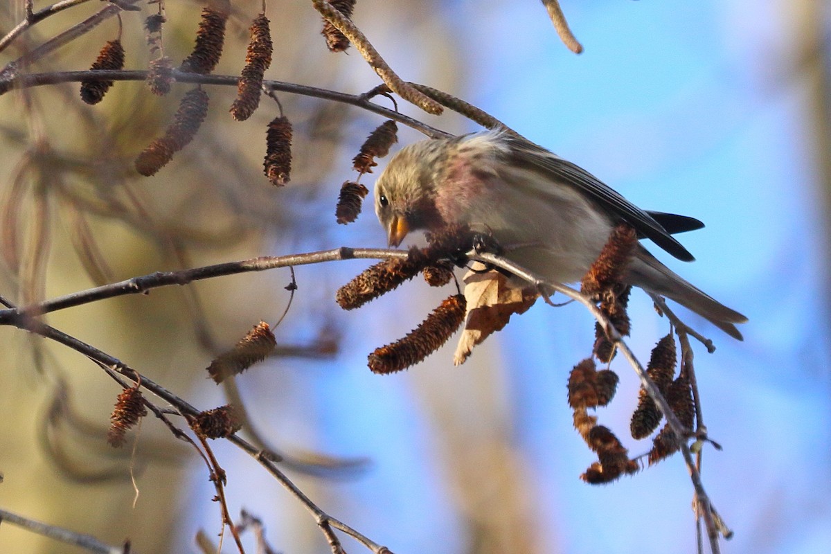 Redpoll (Lesser) - ML647760772