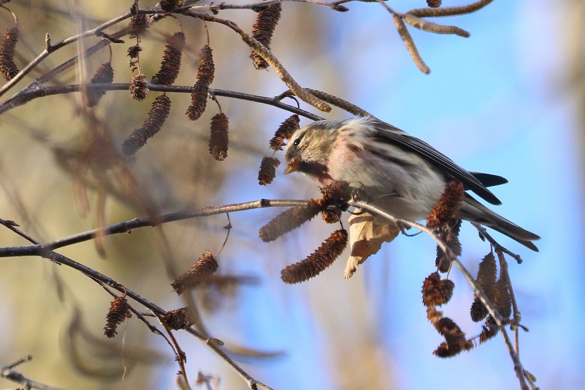 Redpoll (Lesser) - ML647760773