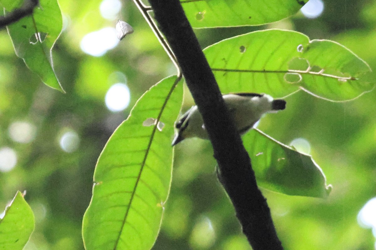 Желтогорлый медник - ML647760787