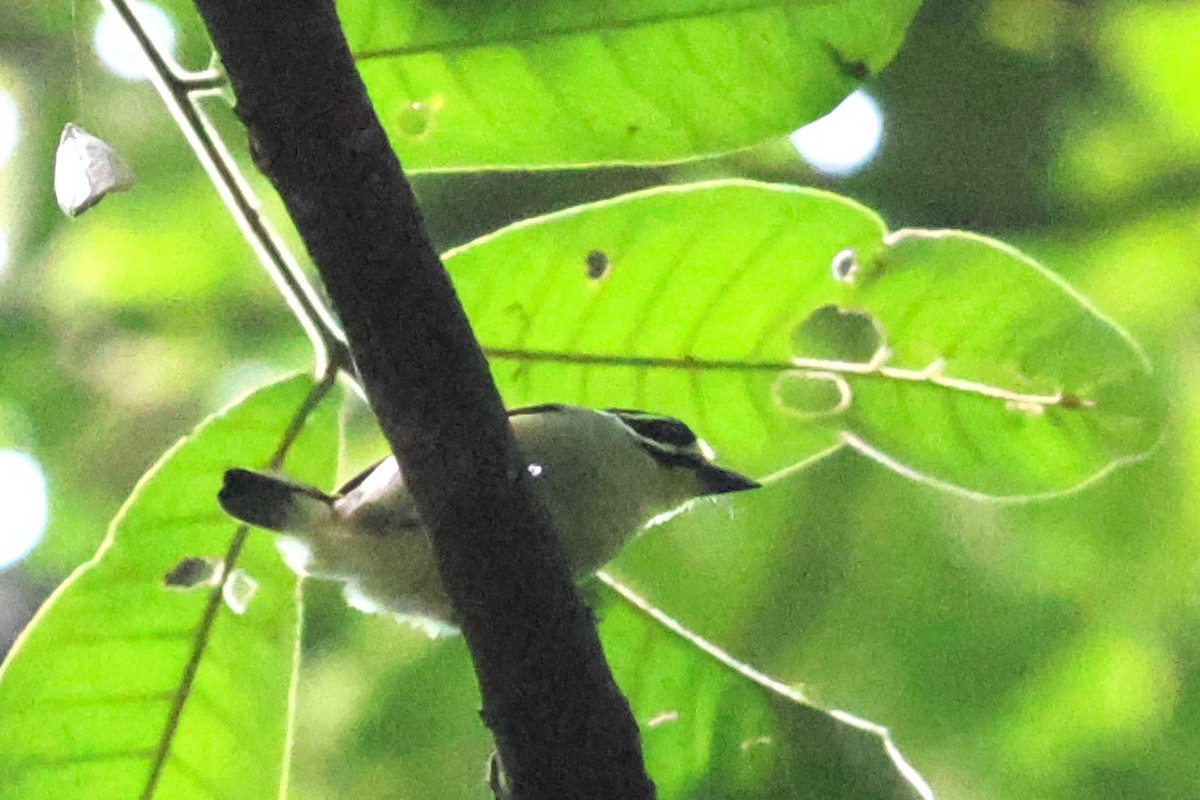 Yellow-throated Tinkerbird - ML647760788