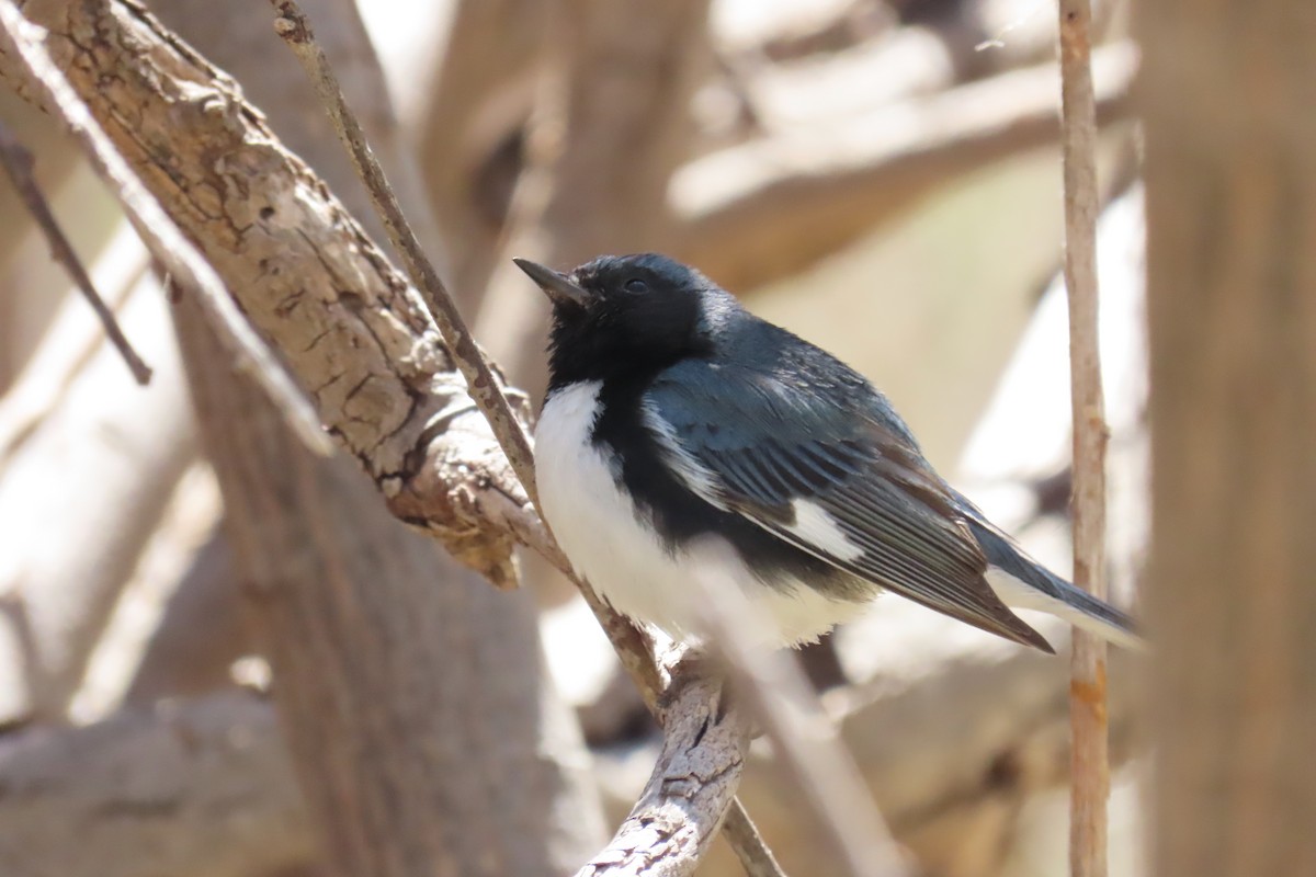 Black-throated Blue Warbler - ML647760792