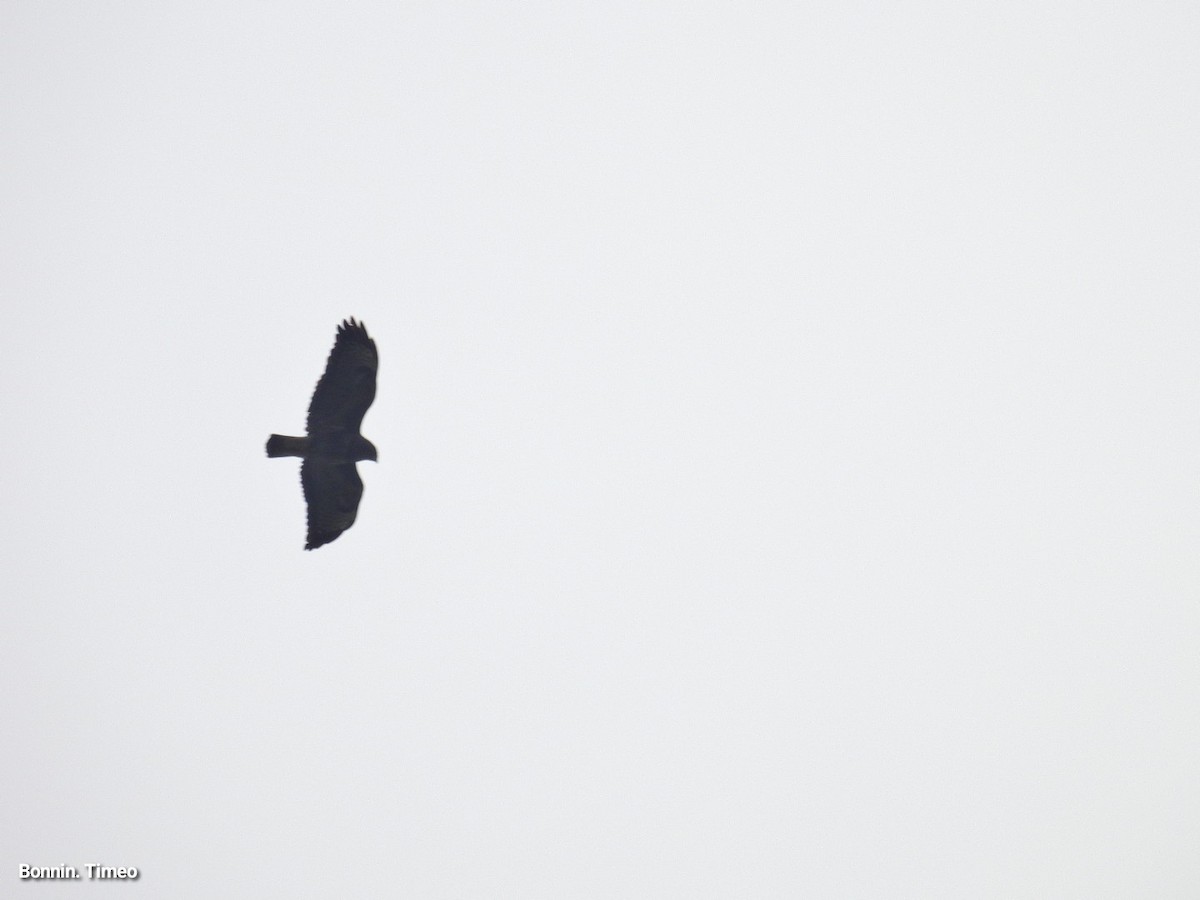 Buse variable - ML647760828