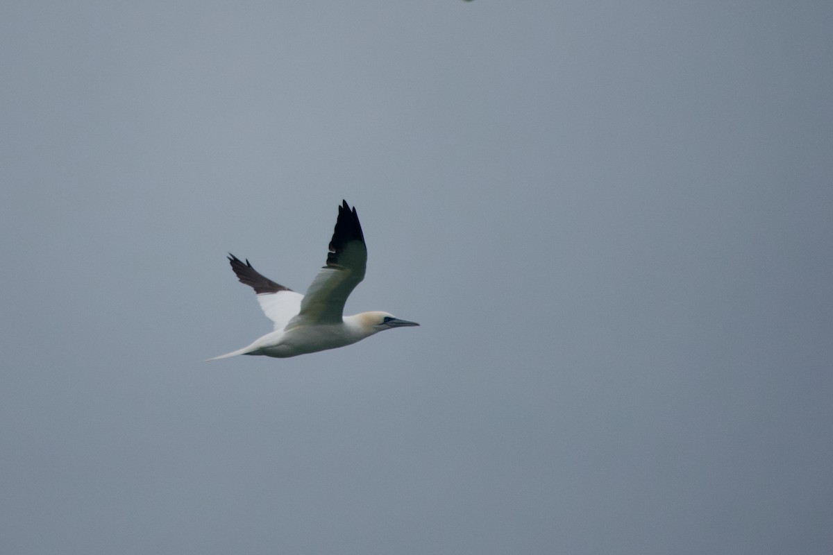 Northern Gannet - ML647760830