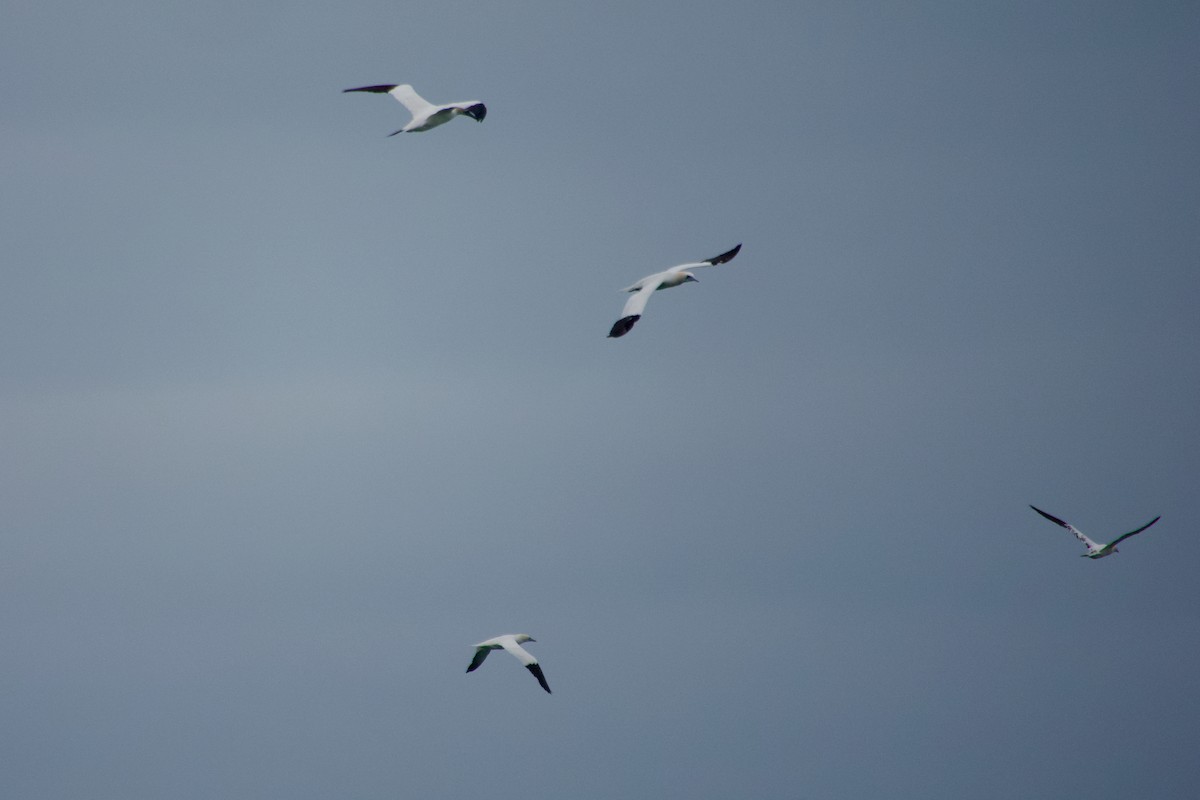 Northern Gannet - ML647760831