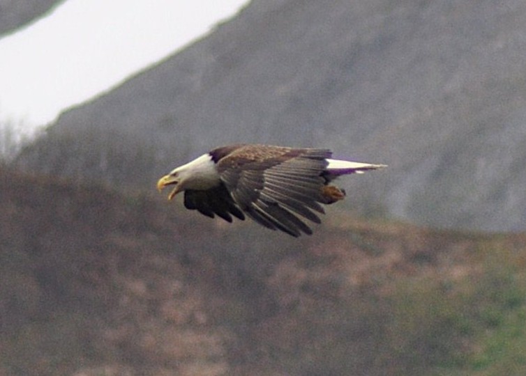 Bald Eagle - ML647760848