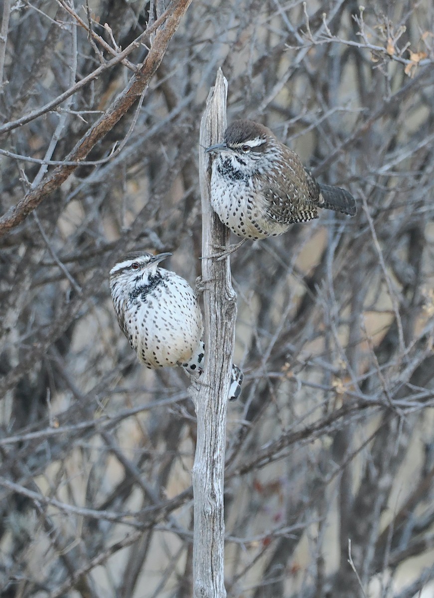 Cactus Wren - ML647760851