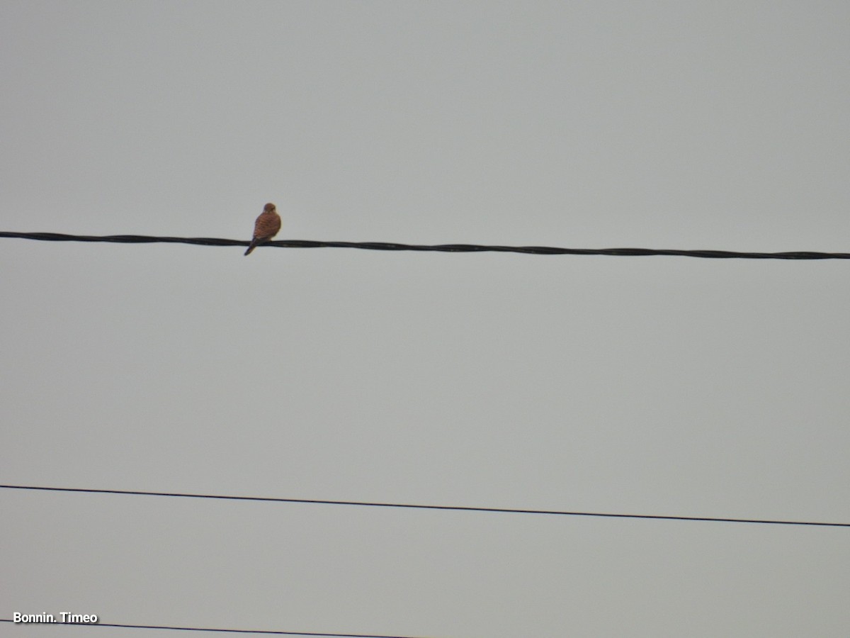 Eurasian Kestrel - ML647760852