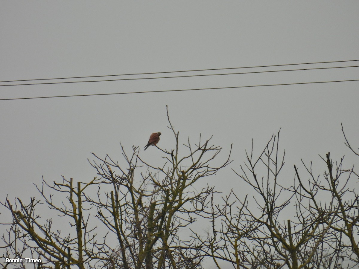 Eurasian Kestrel - ML647760853