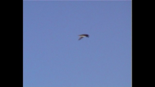 Phoenix Petrel - ML647760856