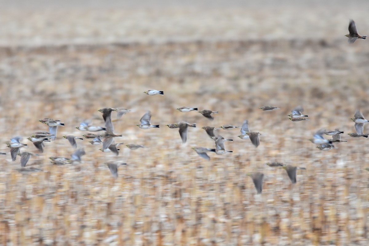 Horned Lark - ML647760857