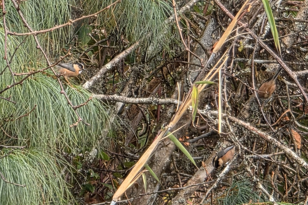 Black-browed Tit - ML647760858