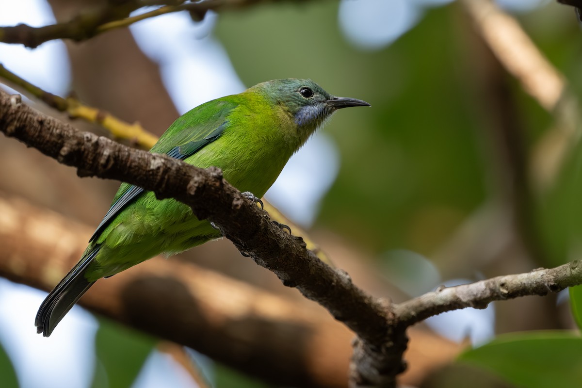 Orange-bellied Leafbird - ML647760860
