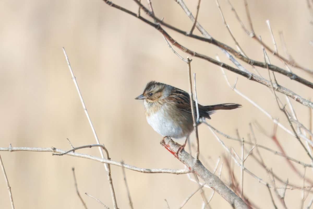 Swamp Sparrow - ML647760861