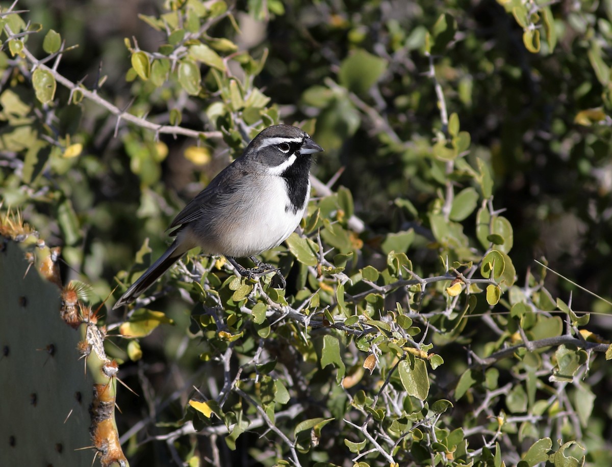 Black-throated Sparrow - ML647760862