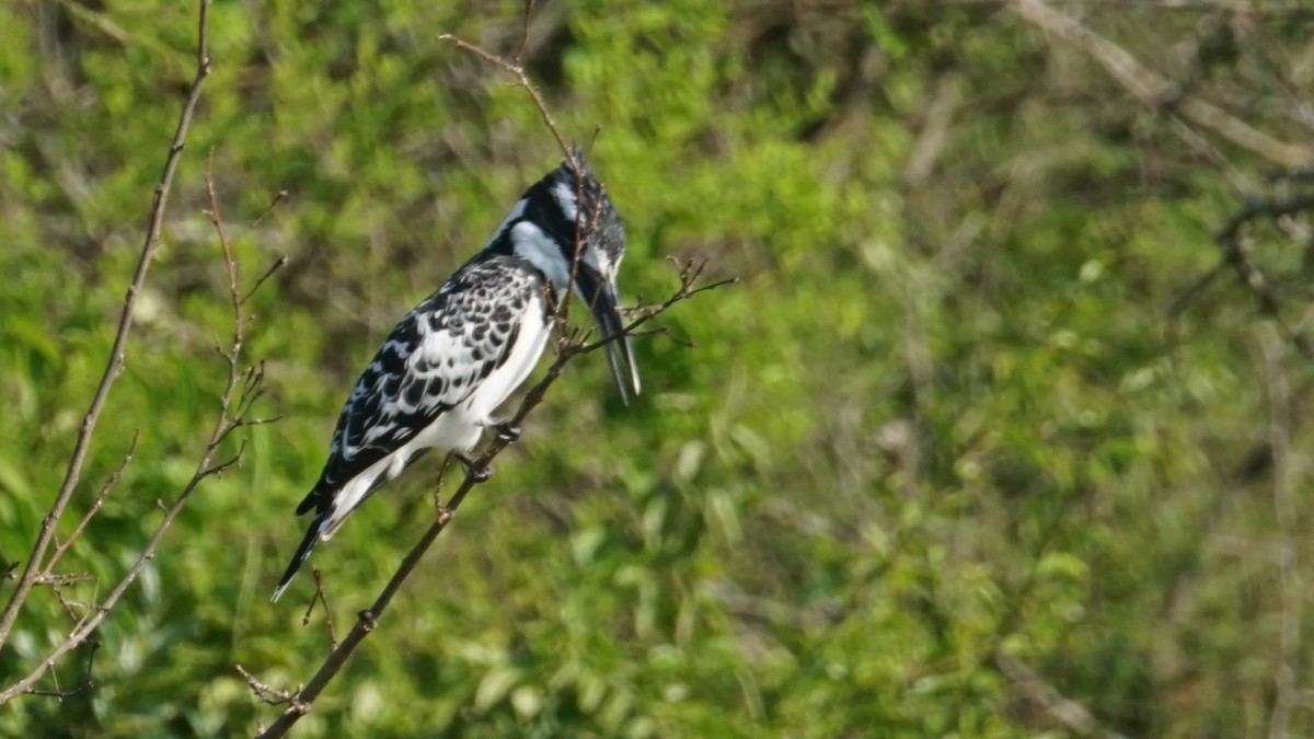 Pied Kingfisher - ML647760865