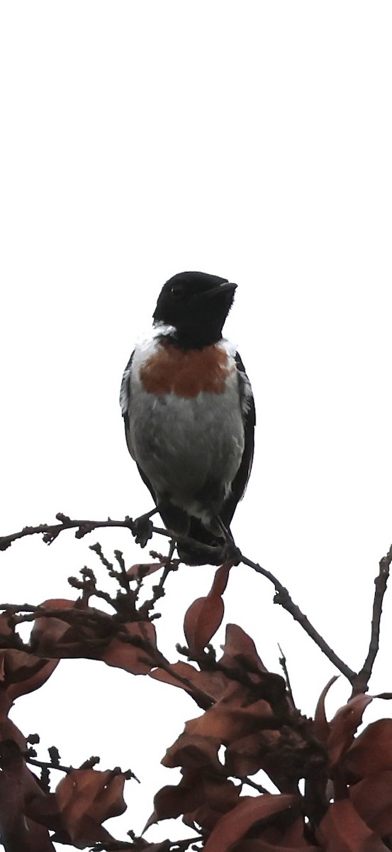 African Stonechat - ML647760874
