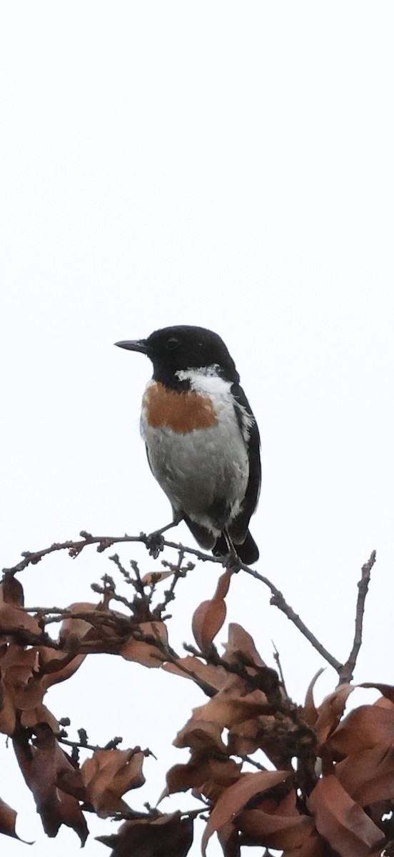 African Stonechat - ML647760875