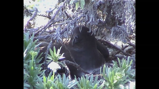 Phoenix Petrel - ML647760878