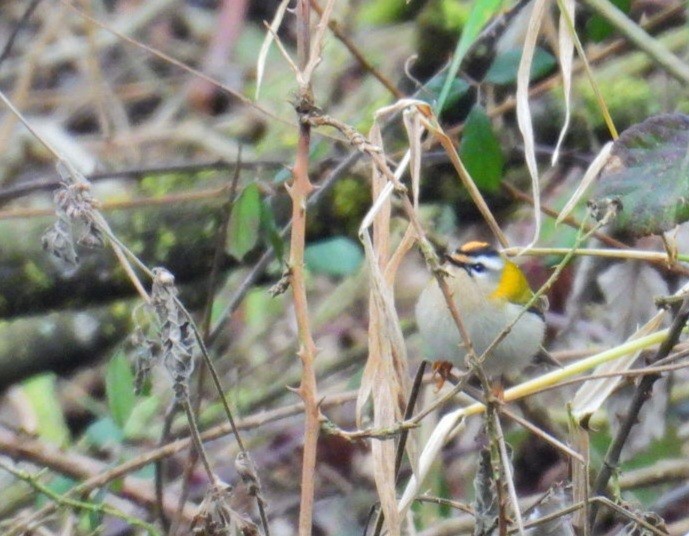 Common Firecrest - ML647760879