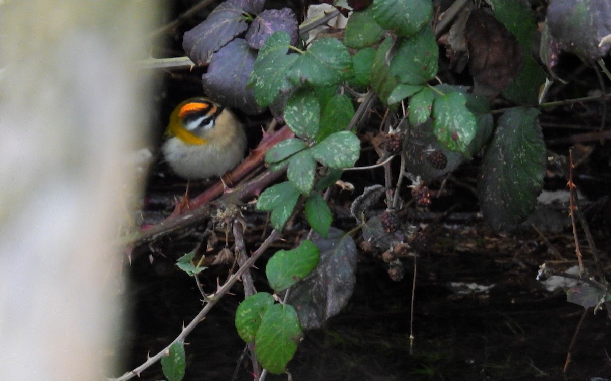 Common Firecrest - ML647760880