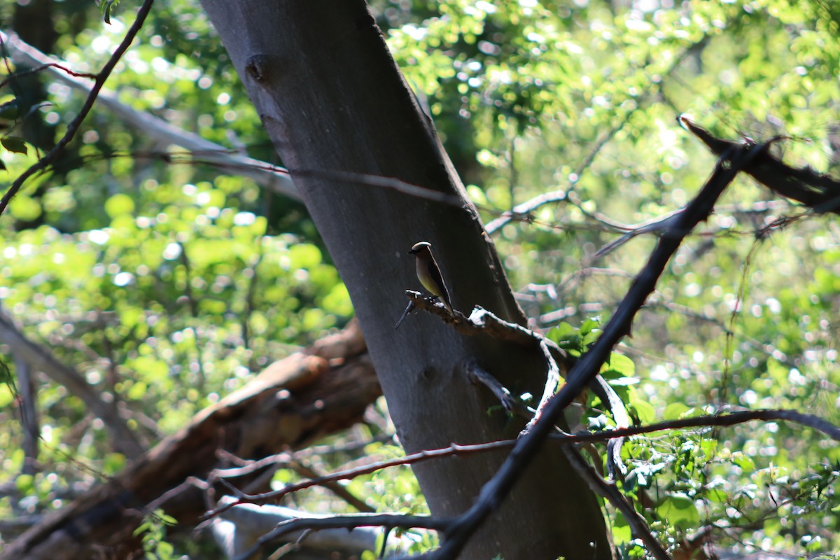 Cedar Waxwing - ML647760883