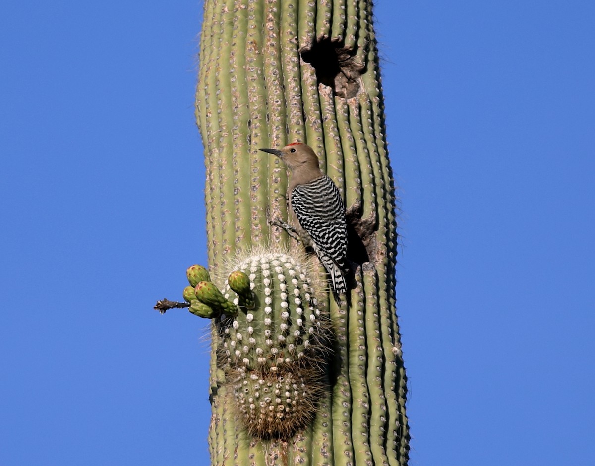 Gila Woodpecker - ML647760884