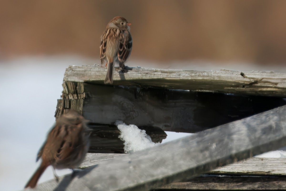Field Sparrow - ML647760885