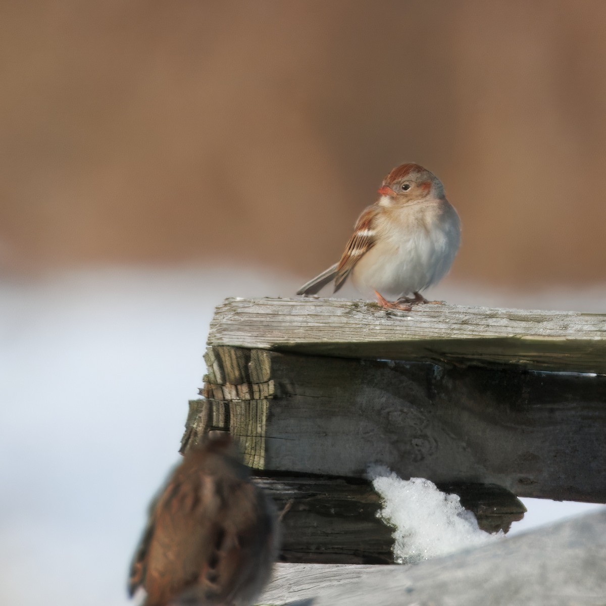 Field Sparrow - ML647760886