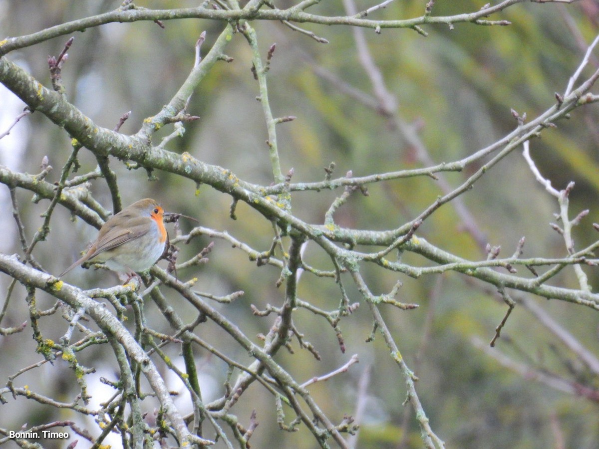 European Robin - ML647760887