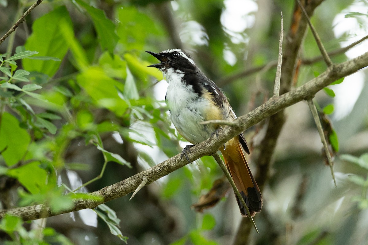 White-throated Robin-Chat - ML647760888