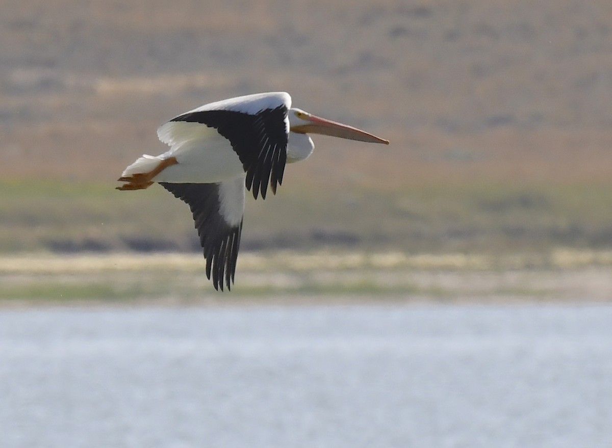American White Pelican - ML647760889