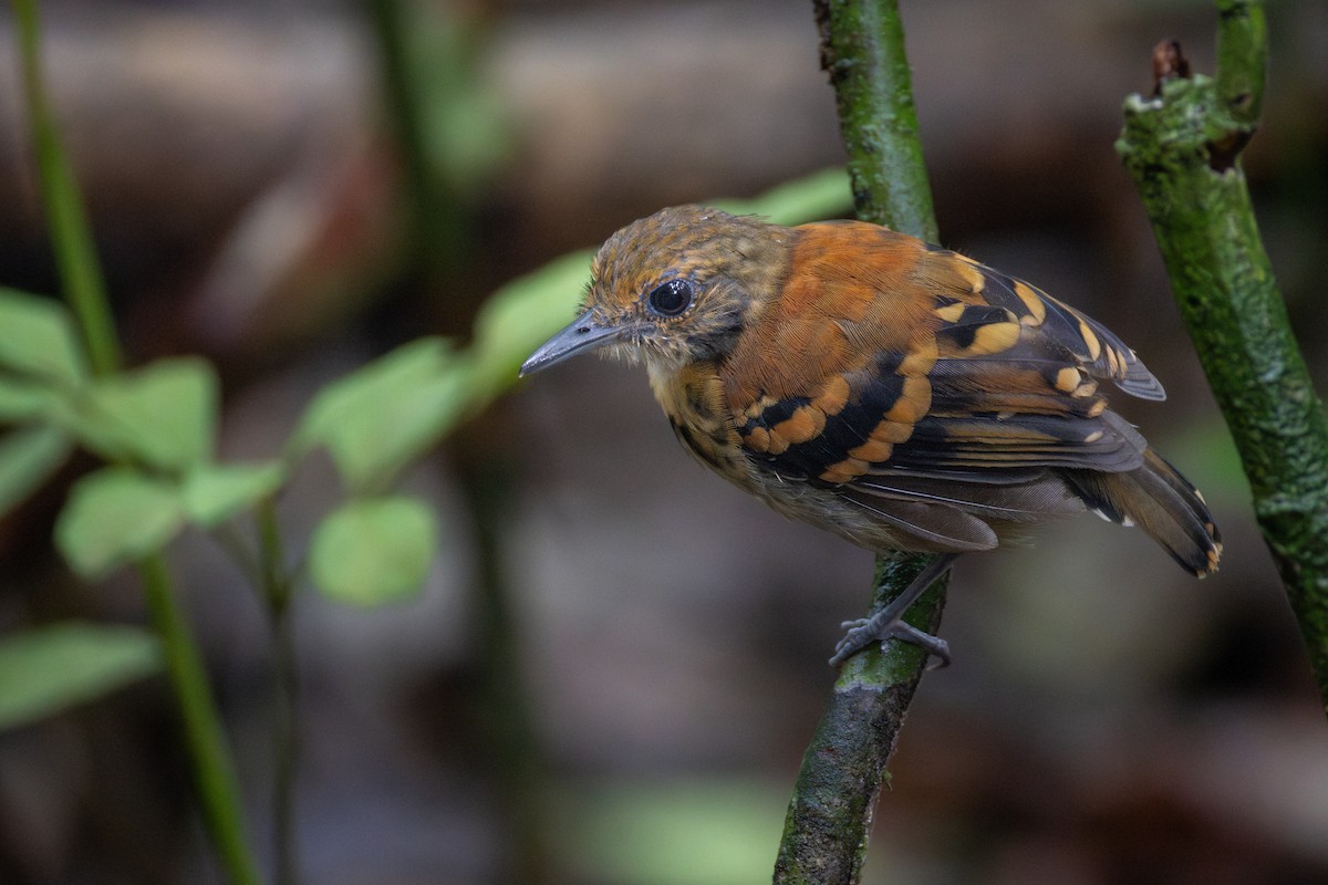 Spotted Antbird - ML647760890