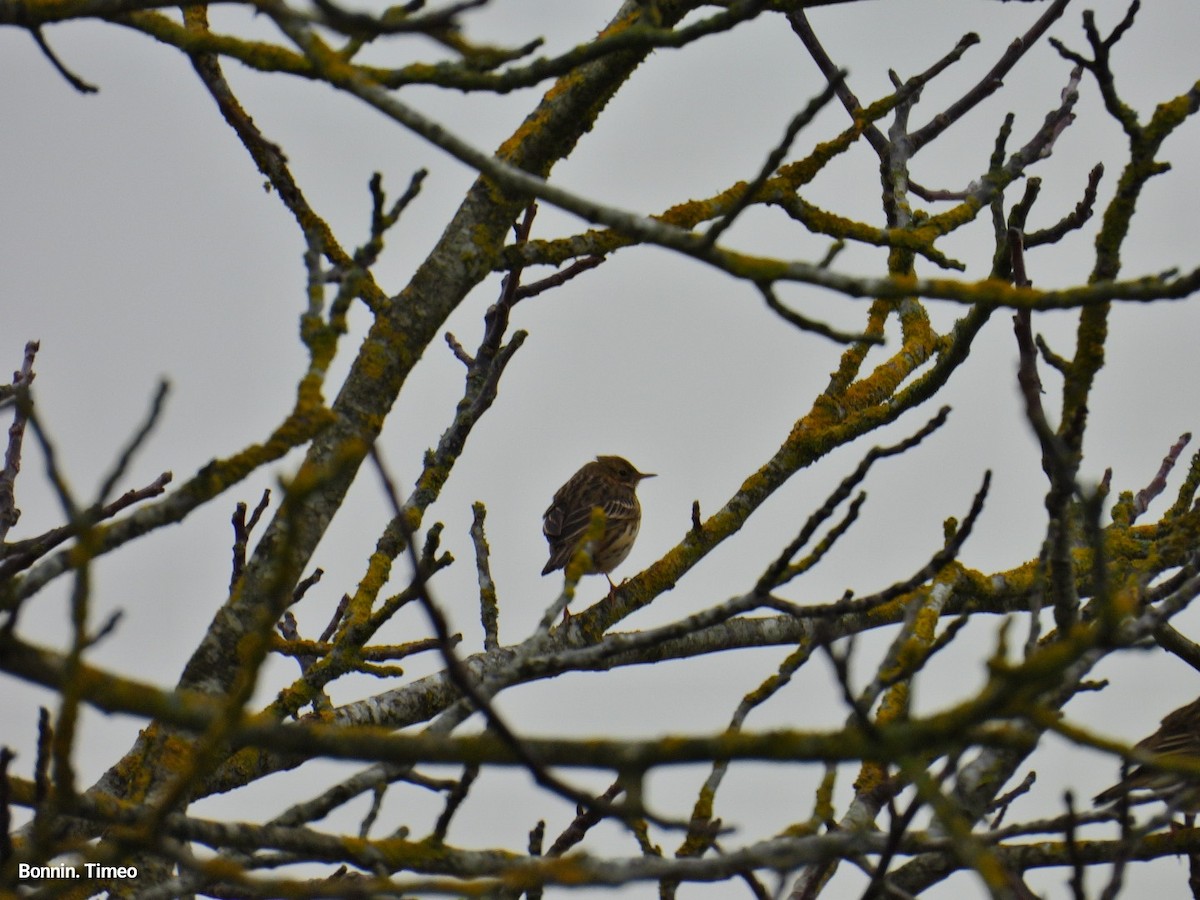 Meadow Pipit - ML647760891