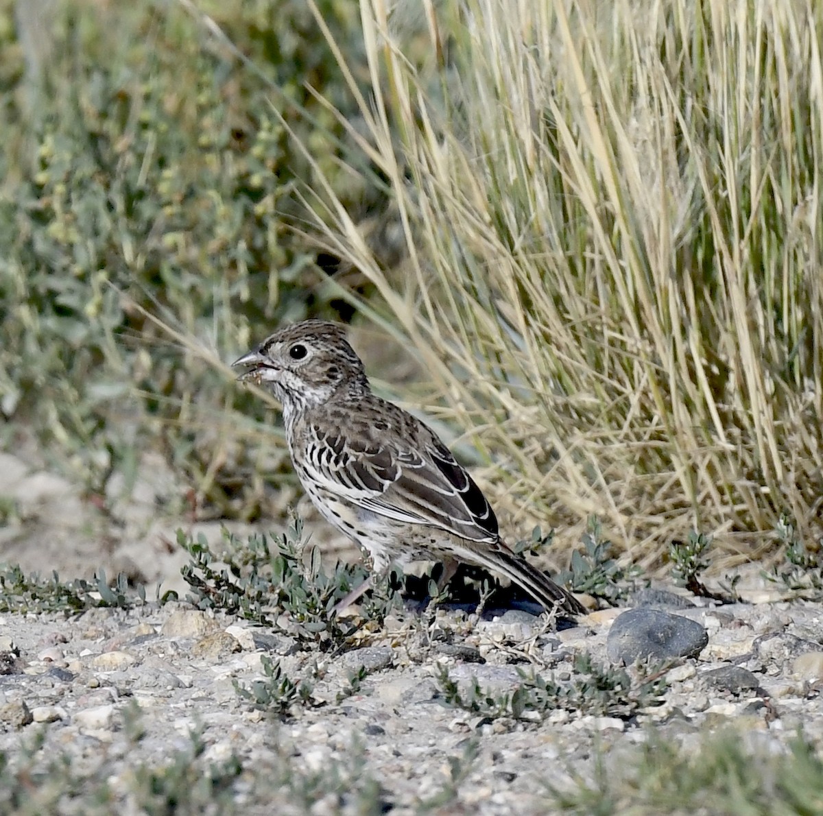 Lark Bunting - ML647760899