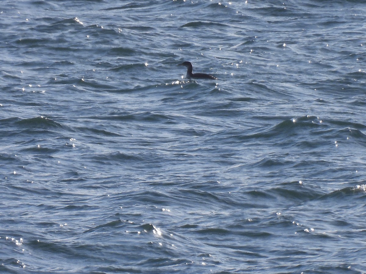 Red-necked Grebe - ML647760910