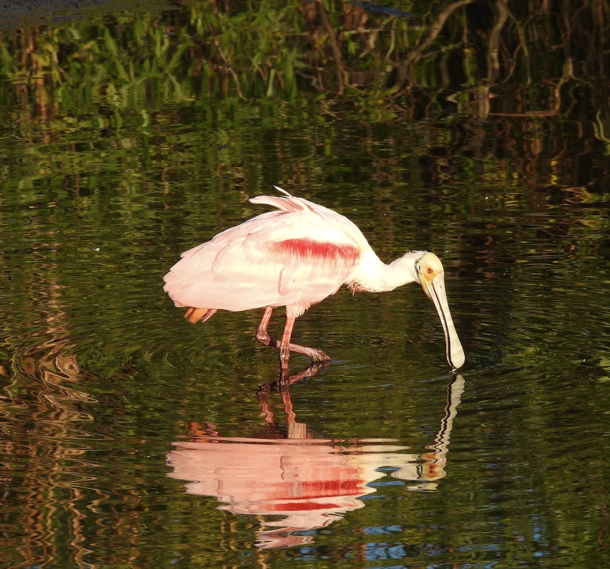 Espátula Rosada - ML647760949