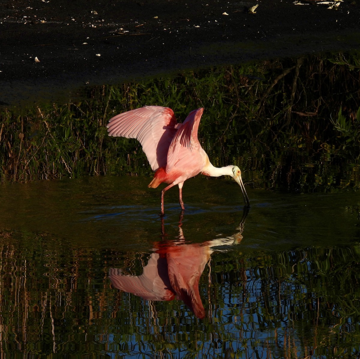 Espátula Rosada - ML647760950