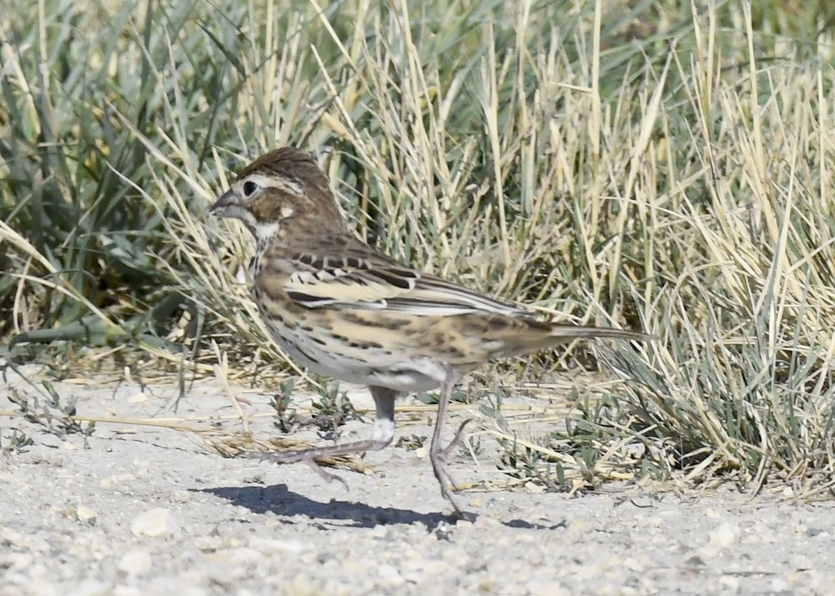 Lark Bunting - ML647760967