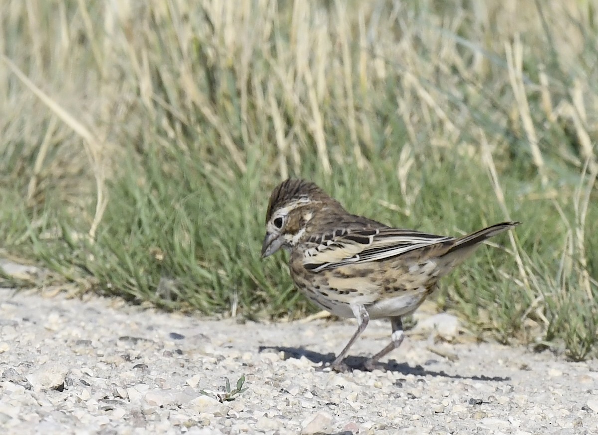 Lark Bunting - ML647760968