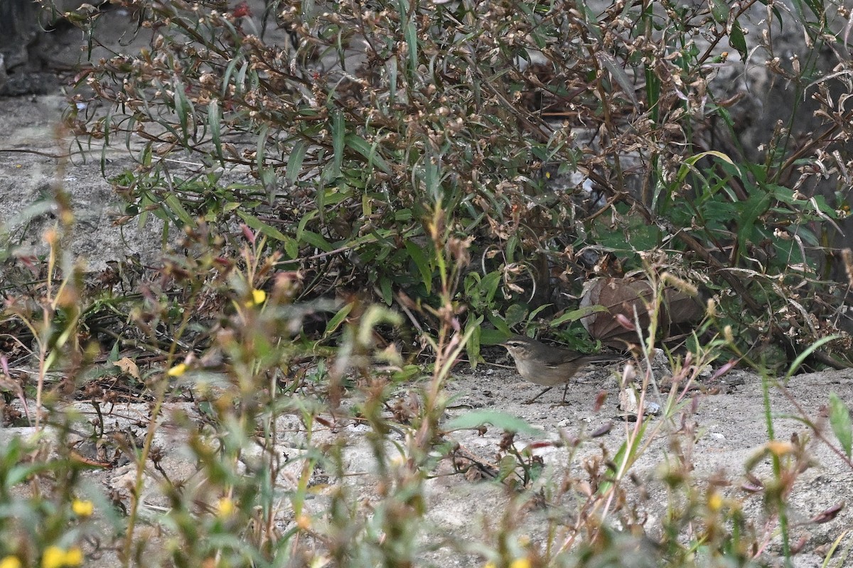 עלווית כהה - ML647760972