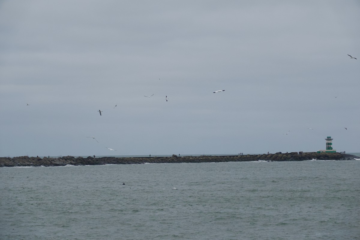 Northern Gannet - ML647760975