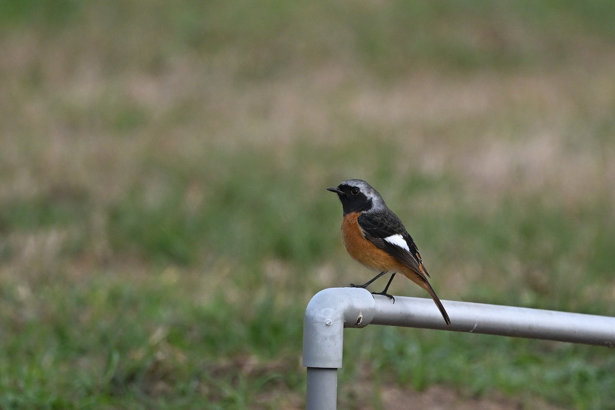 חכלילית סיבירית - ML647760986
